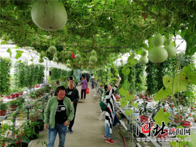 萬全辣椒小鎮豐收節亮相張家口市第二屆旅發大會生態園